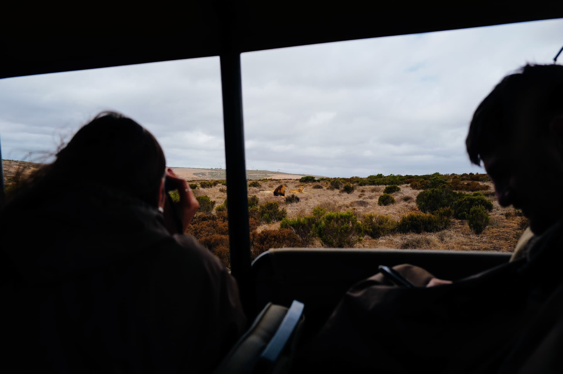 Safari in {country}